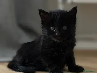 Maine Coon cats Maine coon cross kittens - Advert 1