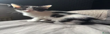 Mixed Breed Kitten 3