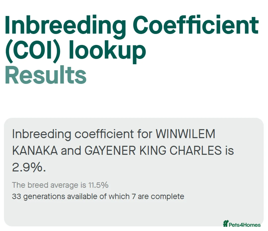 English Springer Spaniel dogs for sale: English Springer Spaniel Puppies - 5 Star Licence - Advert 6