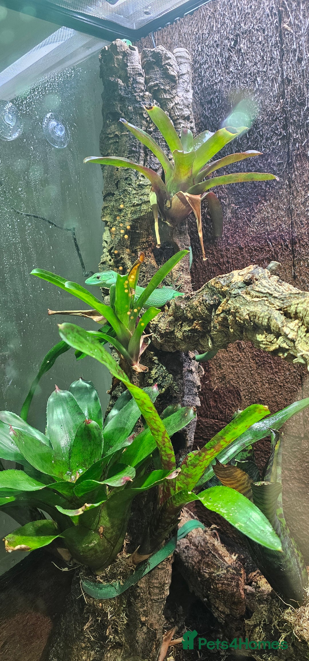 Lizard reptiles for sale: Green keel bellied lizards  - Advert 4