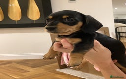 Miniature Dachshund dogs for sale: Miniature dachshund pups.KC REG& Council Licensed  - Image 6