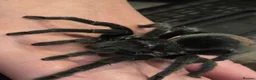 Tarantulas invertebrates for sale: Tarantulas for sale  - Advert 7