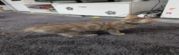 Bengal cats for sale: Beautiful Bengal kittens - Advert 8