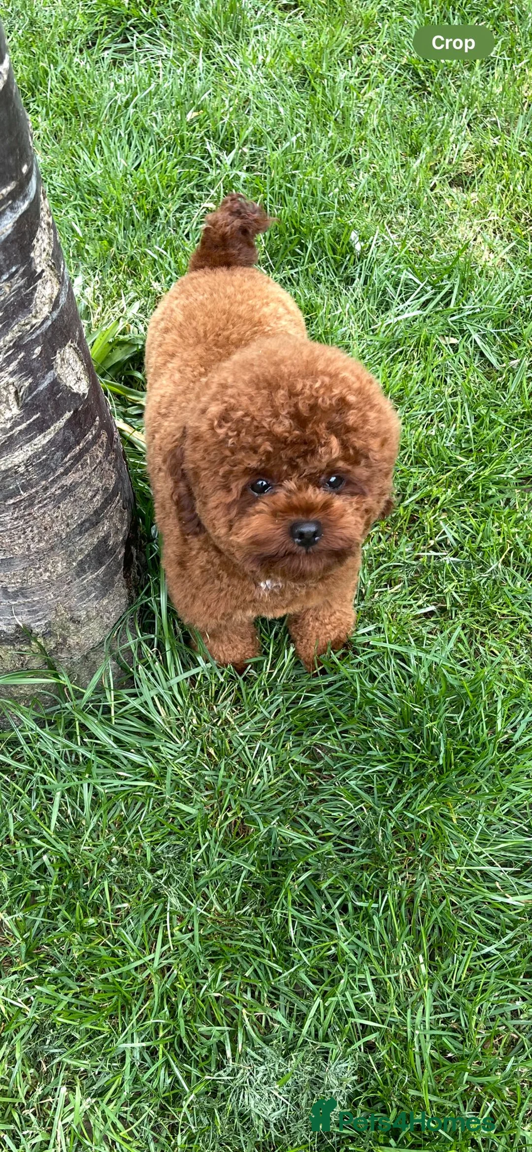 Toy Poodle dogs for stud: Asian toy poodle for stud in Uxbridge - Advert 2