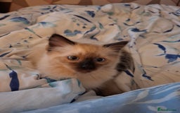 Ragdoll cats for sale: Ragdoll - Image 3