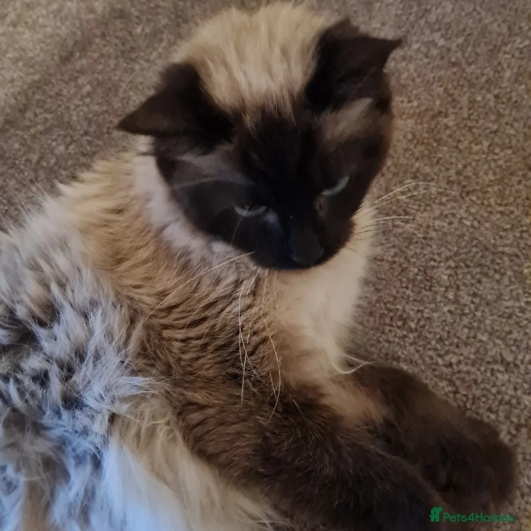 Ragdoll cats for sale: Female Ragdoll  - Advert 1