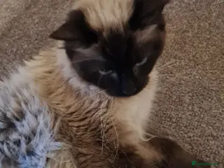 Ragdoll cats Female Ragdoll - Advert 1