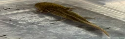Other/Mixed Breed fish for sale: 7 month old Axolotls  - Advert 6