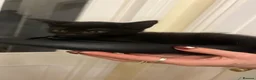Mixed Breed cats for sale: 3 kittens for sale  - Advert 5