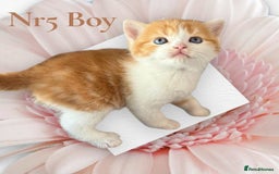 Scottish Fold cats for sale: 3 Scottish Fold Boys STILL AVAILABLE - Image 3