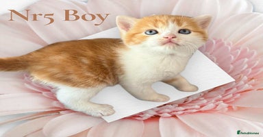 Scottish Fold cats - Advert 3