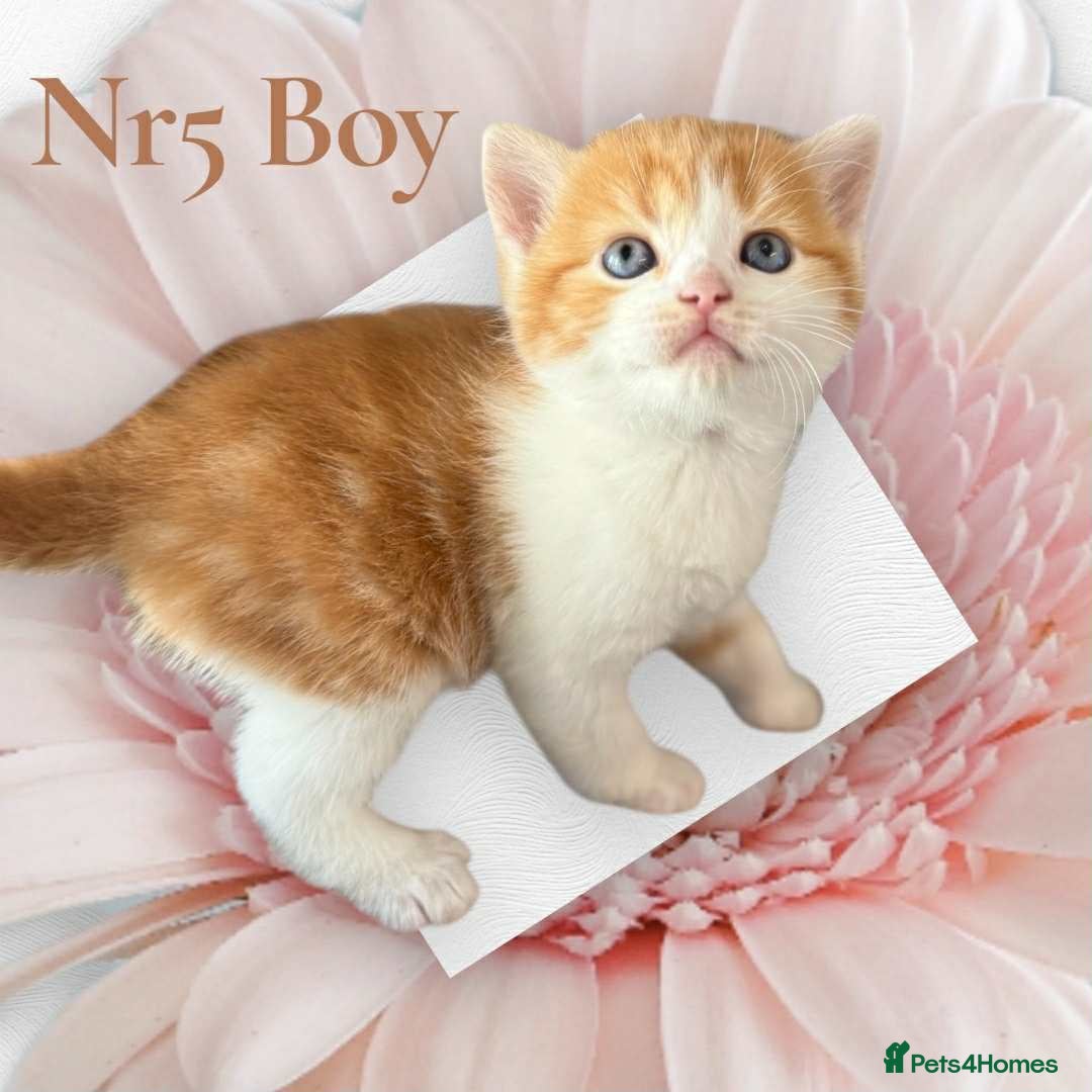 Scottish Fold cats for sale: 3 Scottish Fold Boys STILL AVAILABLE - Image 3