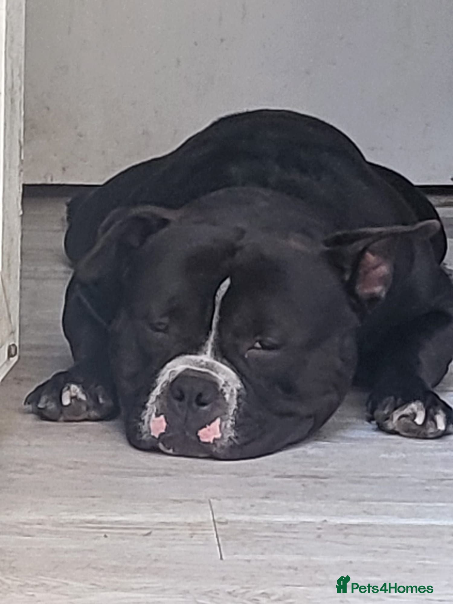 American Bully dogs ABKC registered male - Advert 1