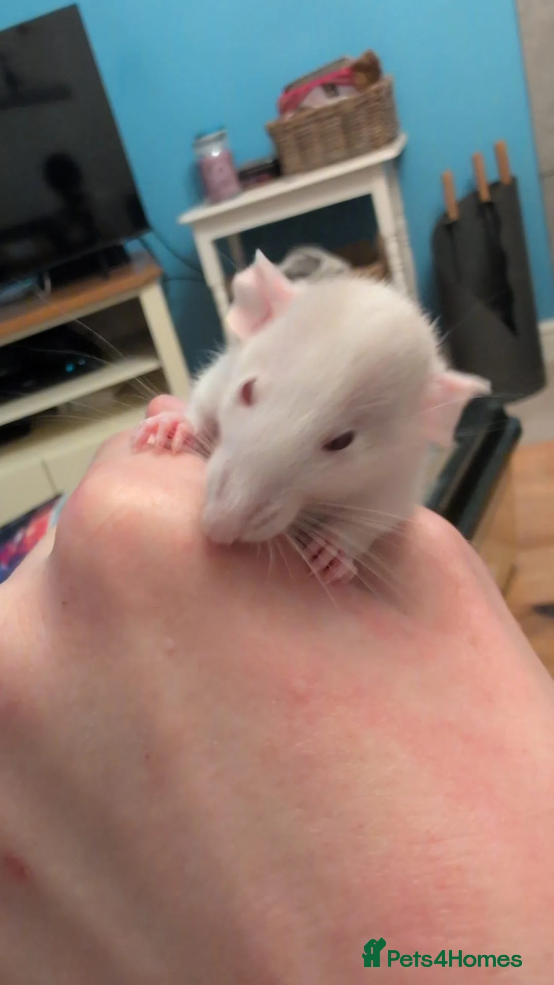 Rat rodents for sale: 12 super tame baby rats with various colours - Advert 2