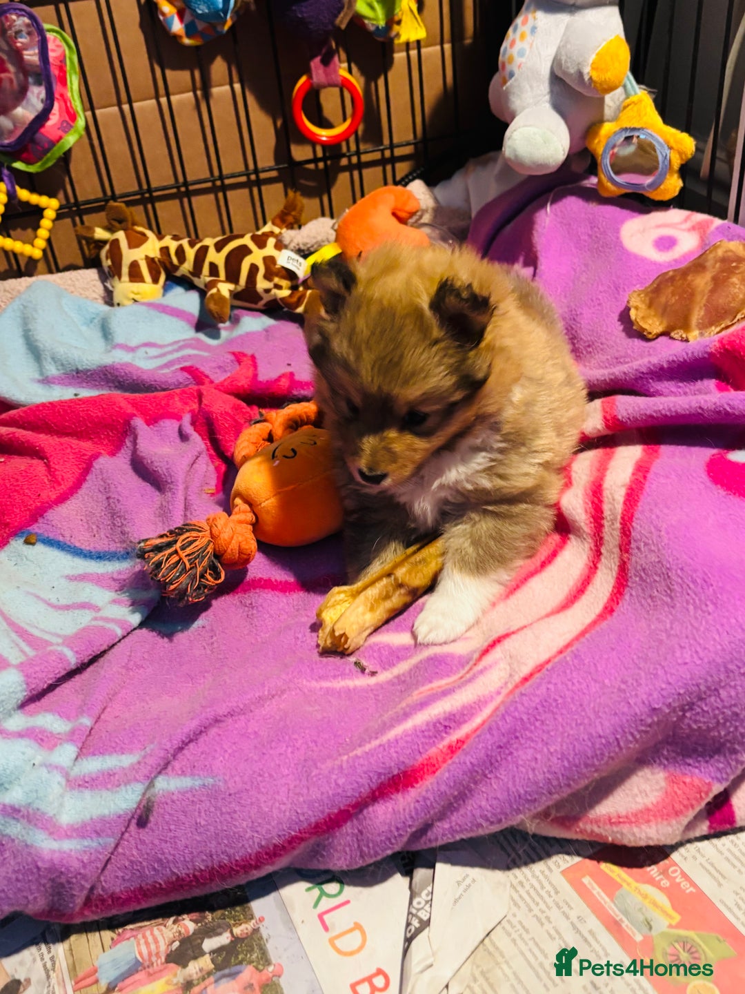 Shetland Sheepdog dogs for sale: Pretty Shetland sheepdog girl puppy  - Advert 3