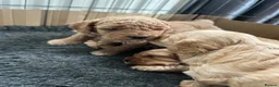 Cockapoo dogs for sale: Cockapoos in Bodmin - Advert 12