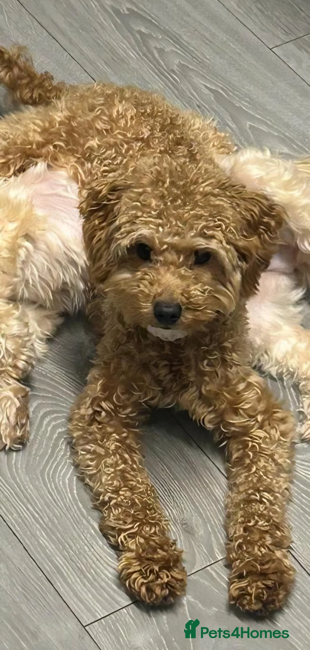 Maltipoo dogs for sale: Beautiful girl looking for a loving new home - Advert 2