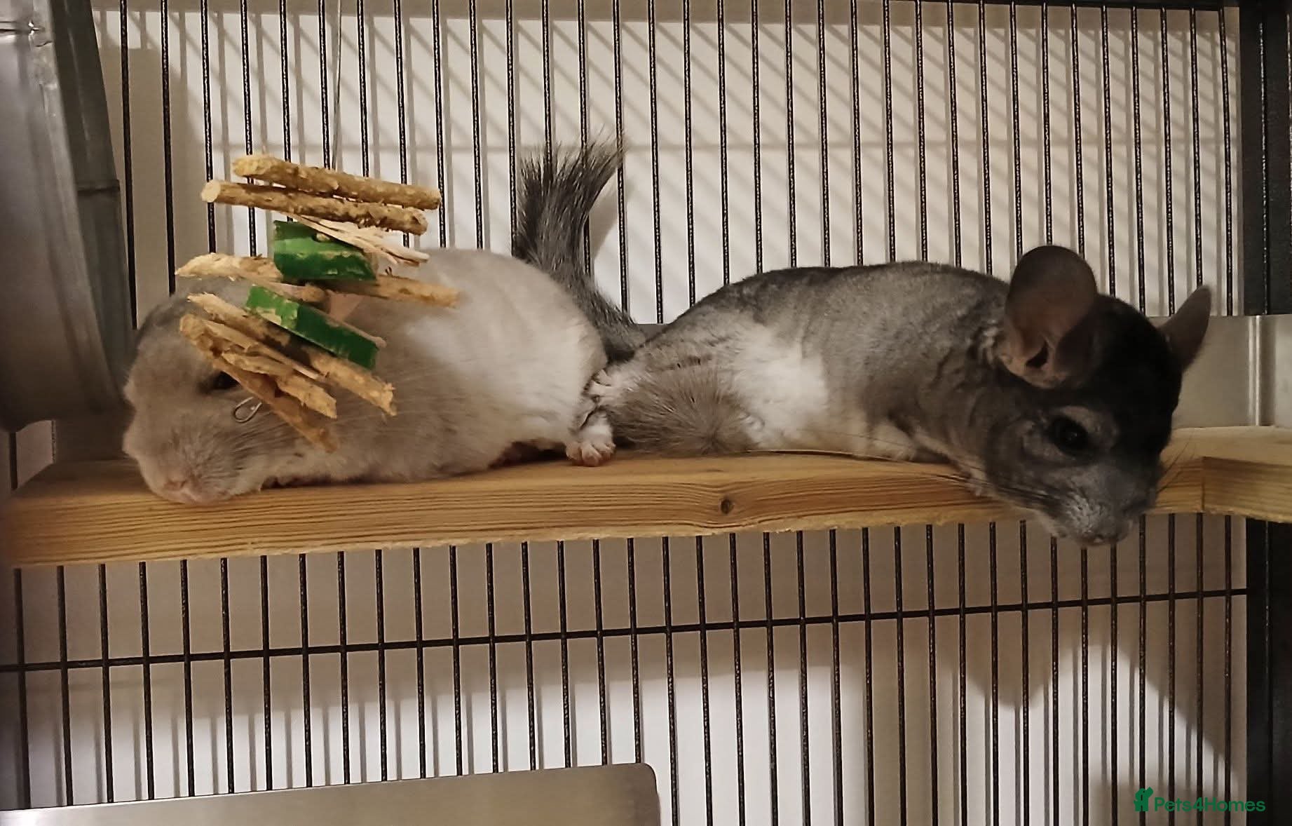 Chinchilla rodents 2 male chinchilla  - Advert 2
