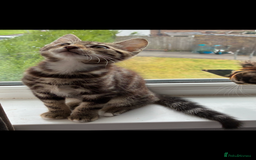 British Shorthair cats for sale: Two male kitties for sale - Image 5