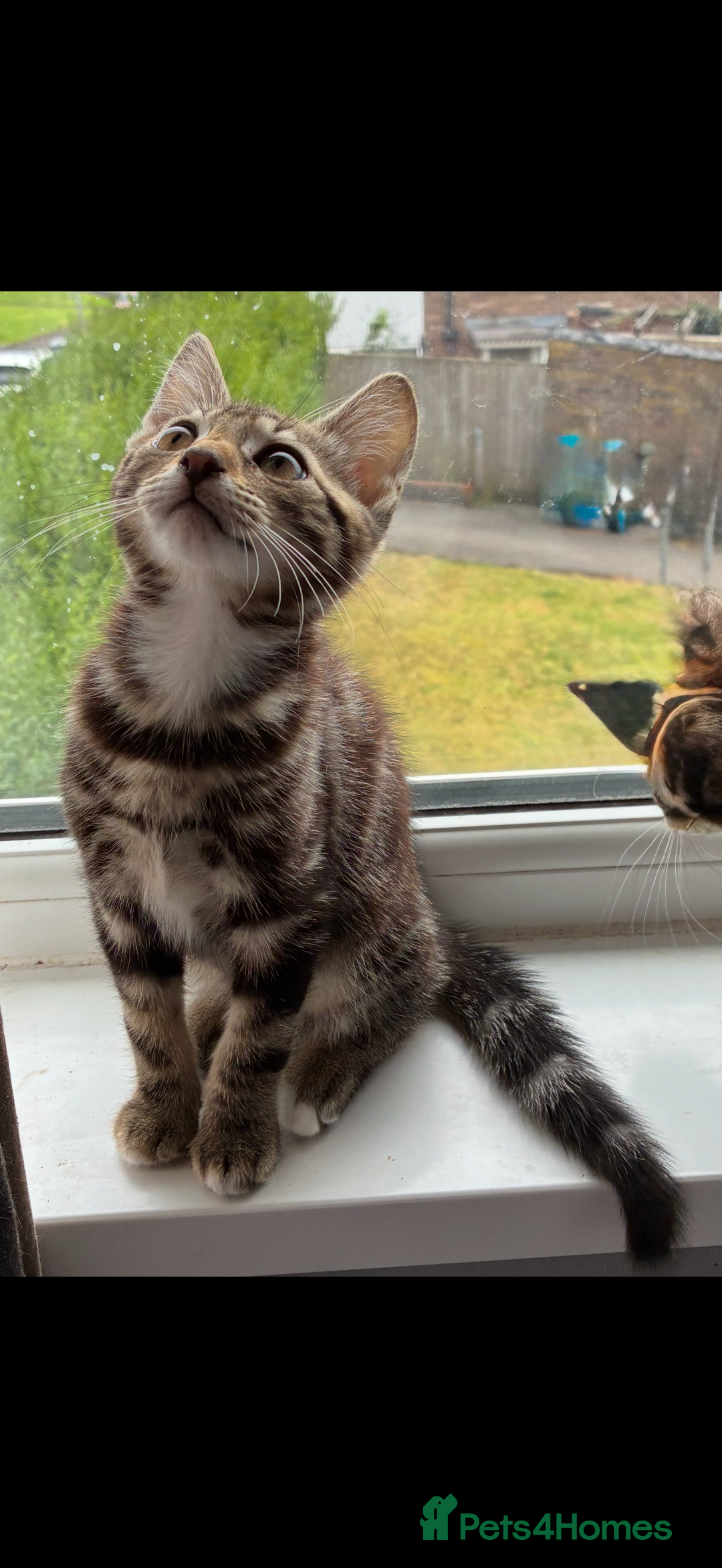 British Shorthair cats for sale: Two male kitties for sale - Image 5