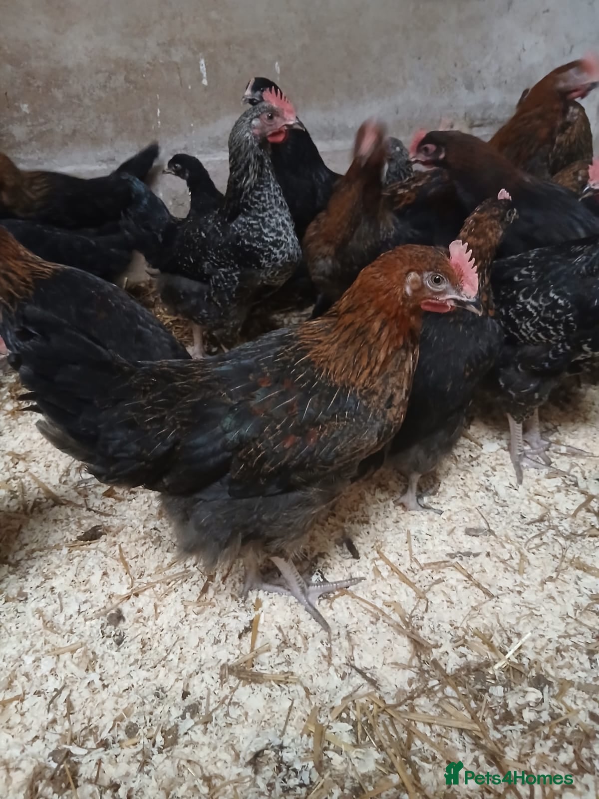 Hens poultry 1-12 weeks old Black Marren Hens Chicks Cockerals  - Advert 1