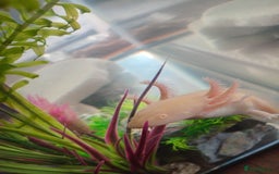 Axolotl reptiles for sale: Golden albino axolotl - Image 2