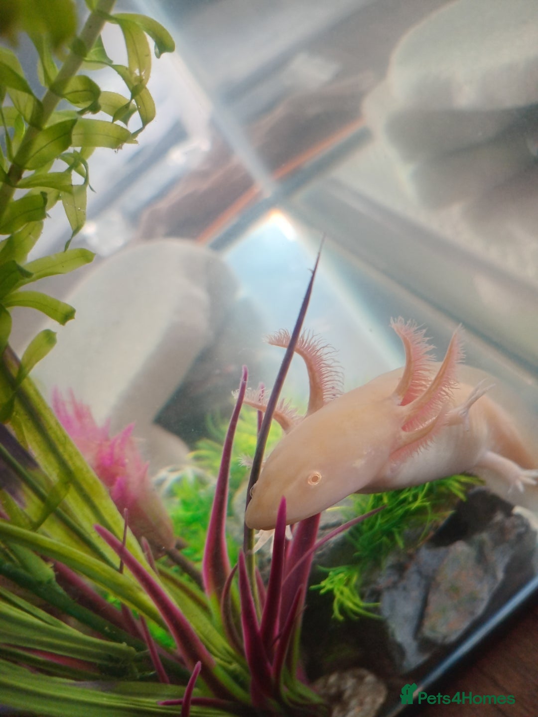 Axolotl reptiles for sale: Golden albino axolotl - Image 2