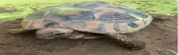 Hermann Tortoise reptiles for sale: Hermanns Tortoise  in Newport - Advert 1