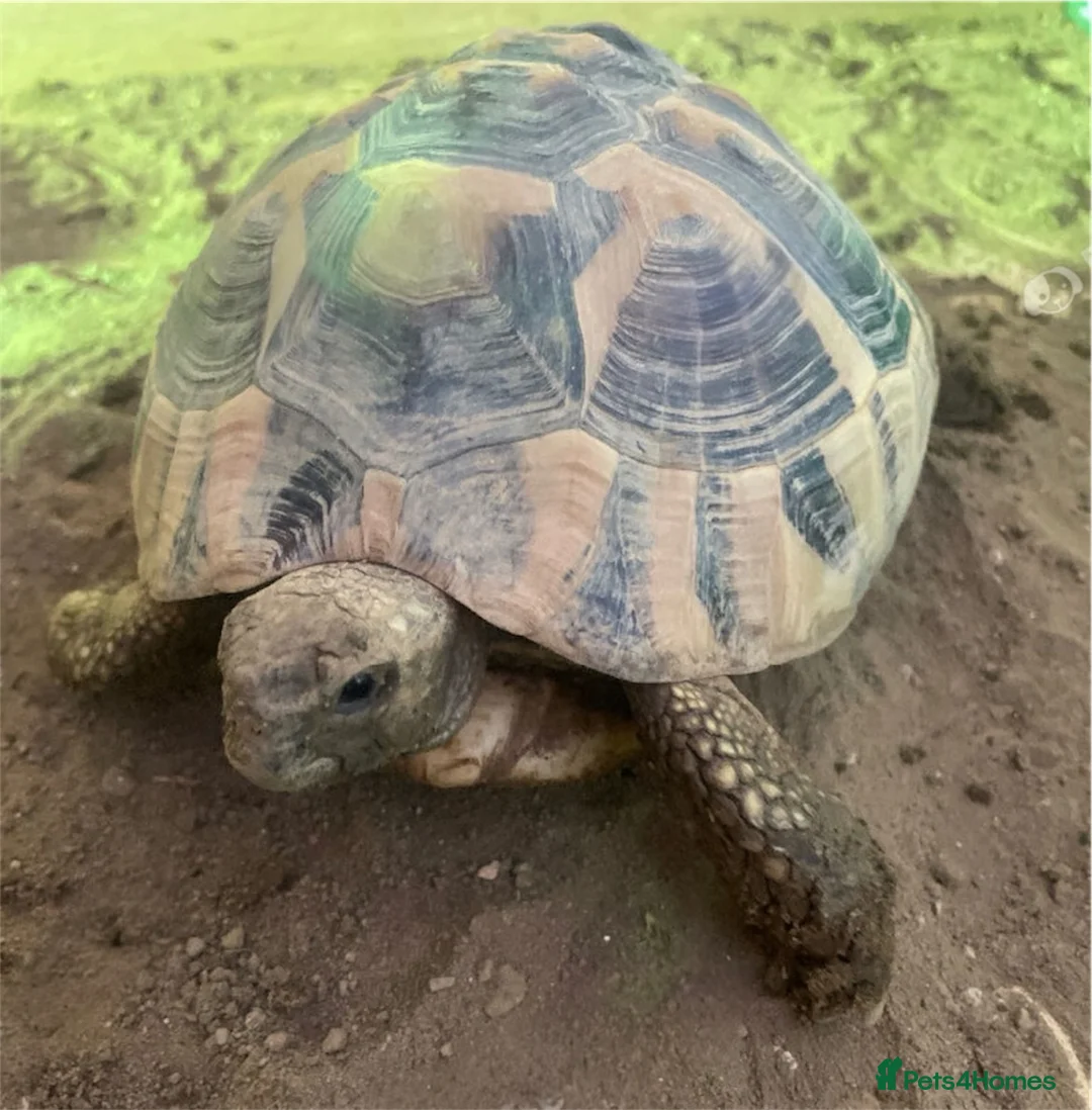 Hermann Tortoise reptiles for sale: Hermanns Tortoise  in Newport - Advert 1