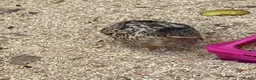 Quail poultry for sale: Japanese painted quail button quail  in Nottingham - Advert 6