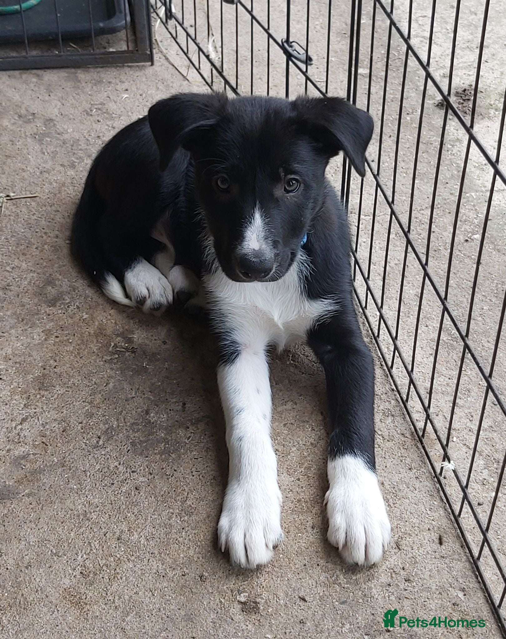 Border Collie dogs Beautiful Border Collies - Advert 7