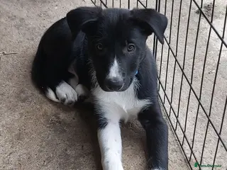 Border Collie dogs Beautiful Border Collies - Advert 7