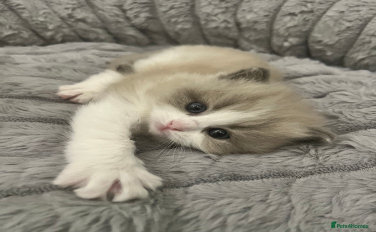 Ragdoll cats - Advert 1