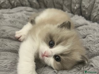 Ragdoll cats - Advert 1