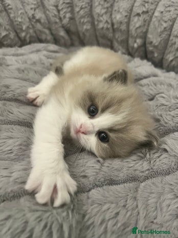 Ragdoll cats - Advert 1