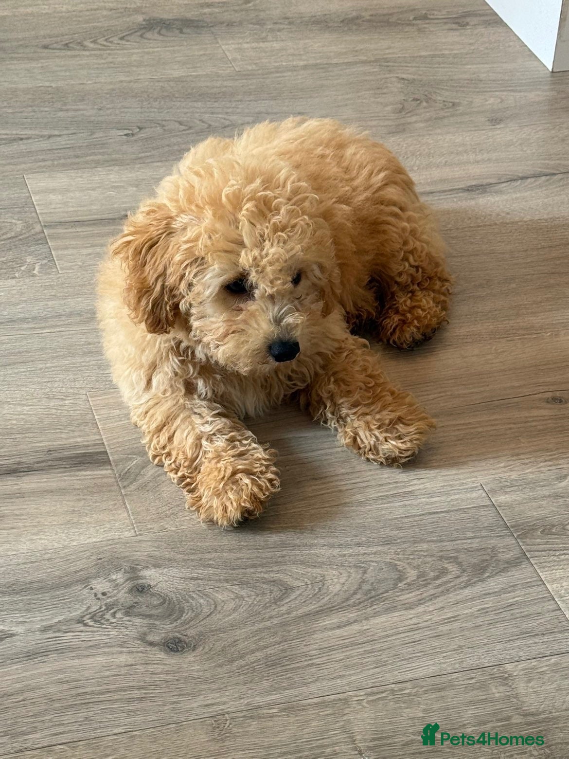 Cavapoo dogs Cavapoo Puppies  - Advert 6