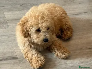 Cavapoo dogs Cavapoo Puppies - Advert 6