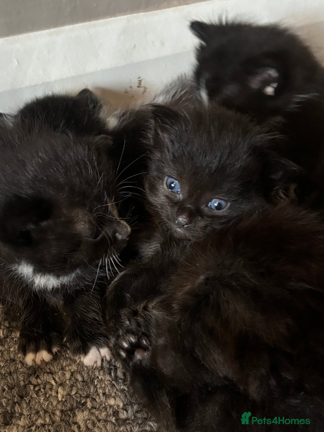 Maine Coon cats for sale: 2 gorgeous boy kittens  - Image 7