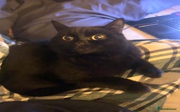 British Shorthair cats for sale: 3 year old very social cat - Image 1