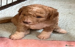 Australian Labradoodle dogs for sale: Stunning miniature Australian labradoodles - Image 4