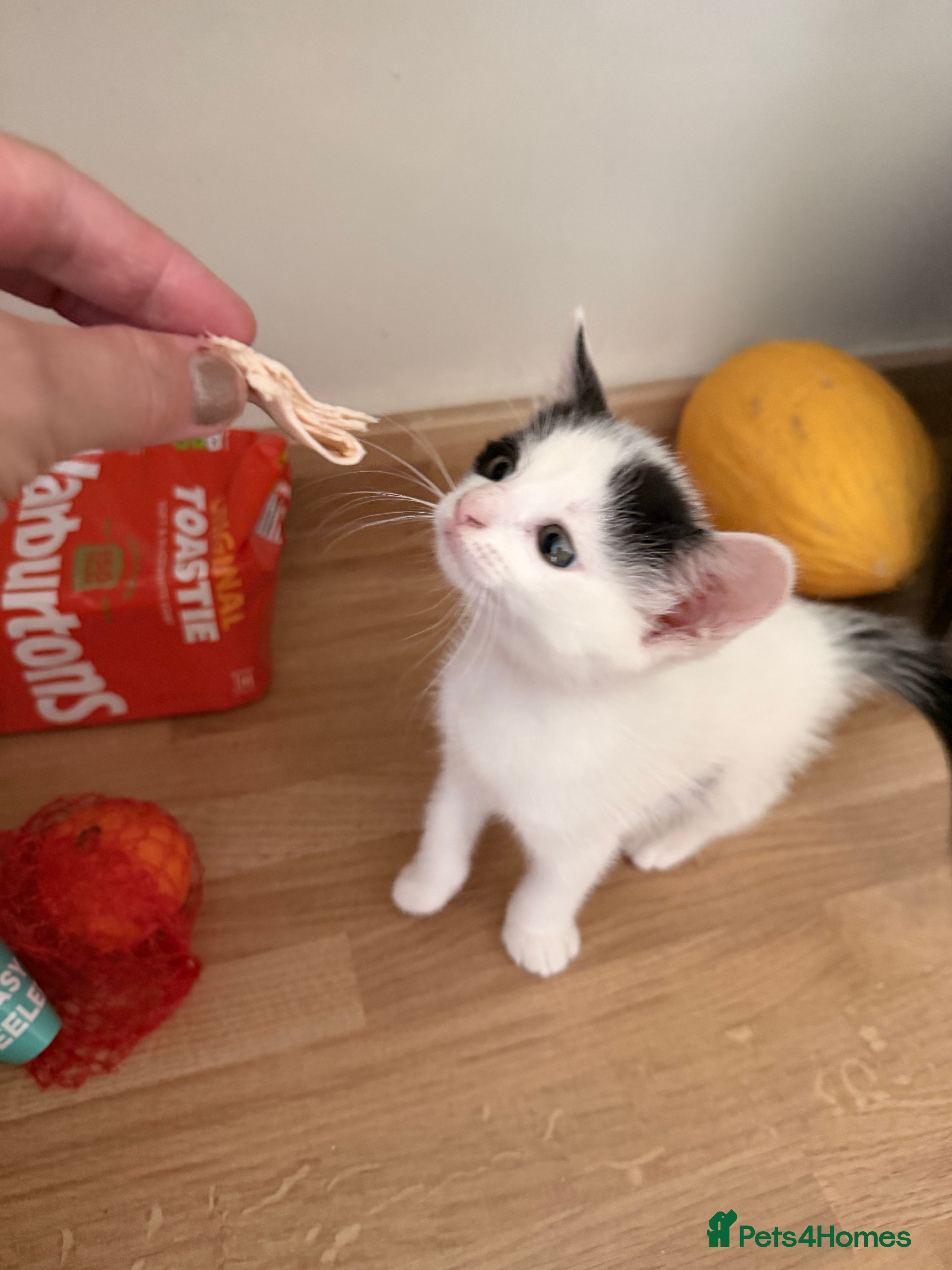 Mixed Breed cats Narla - Advert 4