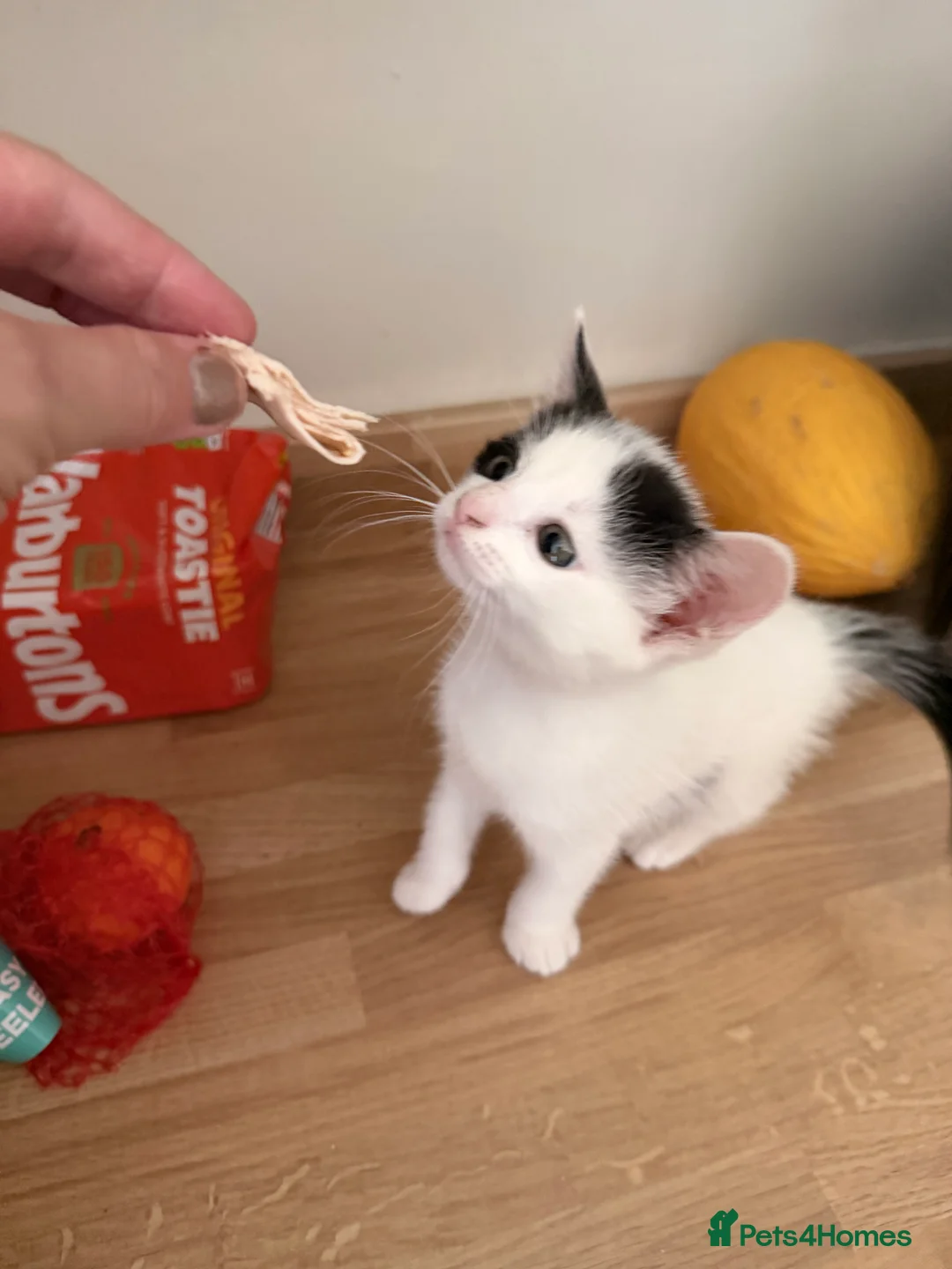 Mixed Breed cats for sale: Narla in Saint Helens - Advert 1