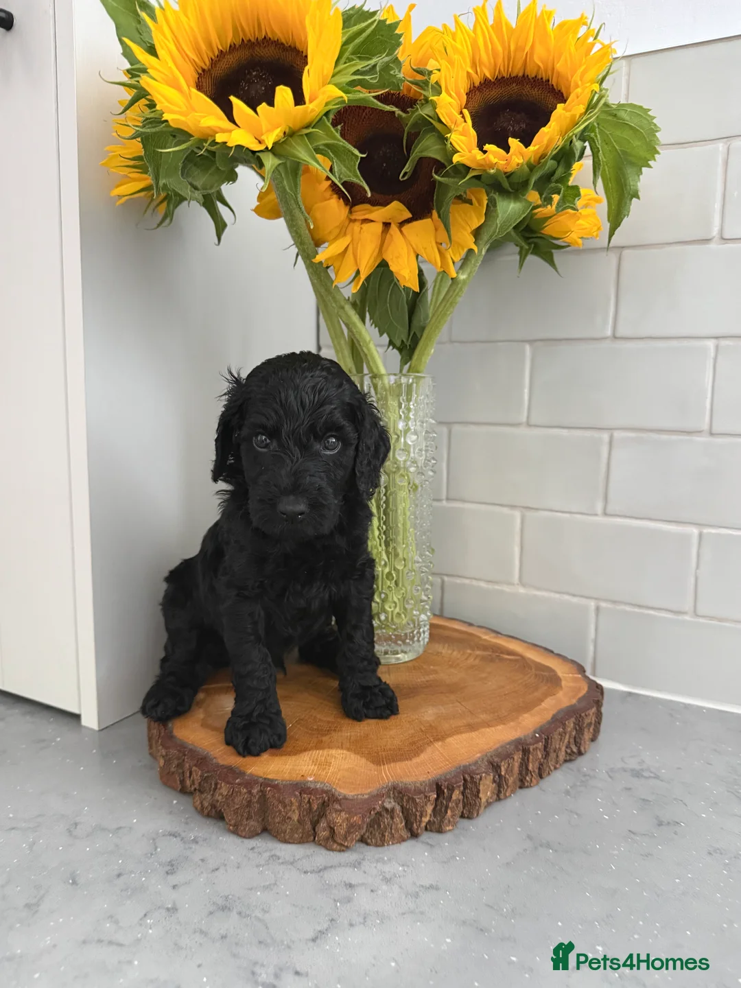 Labradoodle dogs for sale: 💐CAN STAY FOR HOLIDAYS💐RARE OPPORTUNITY💐 - Advert 31