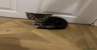 Mixed Breed cats Beautiful Mixed Breed Kittens for Sale - Advert 5