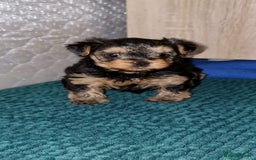 Yorkshire Terrier dogs for sale: Tiny Yorkie Treasures – 1 Boy &2 Girls Ready to go - Image 5