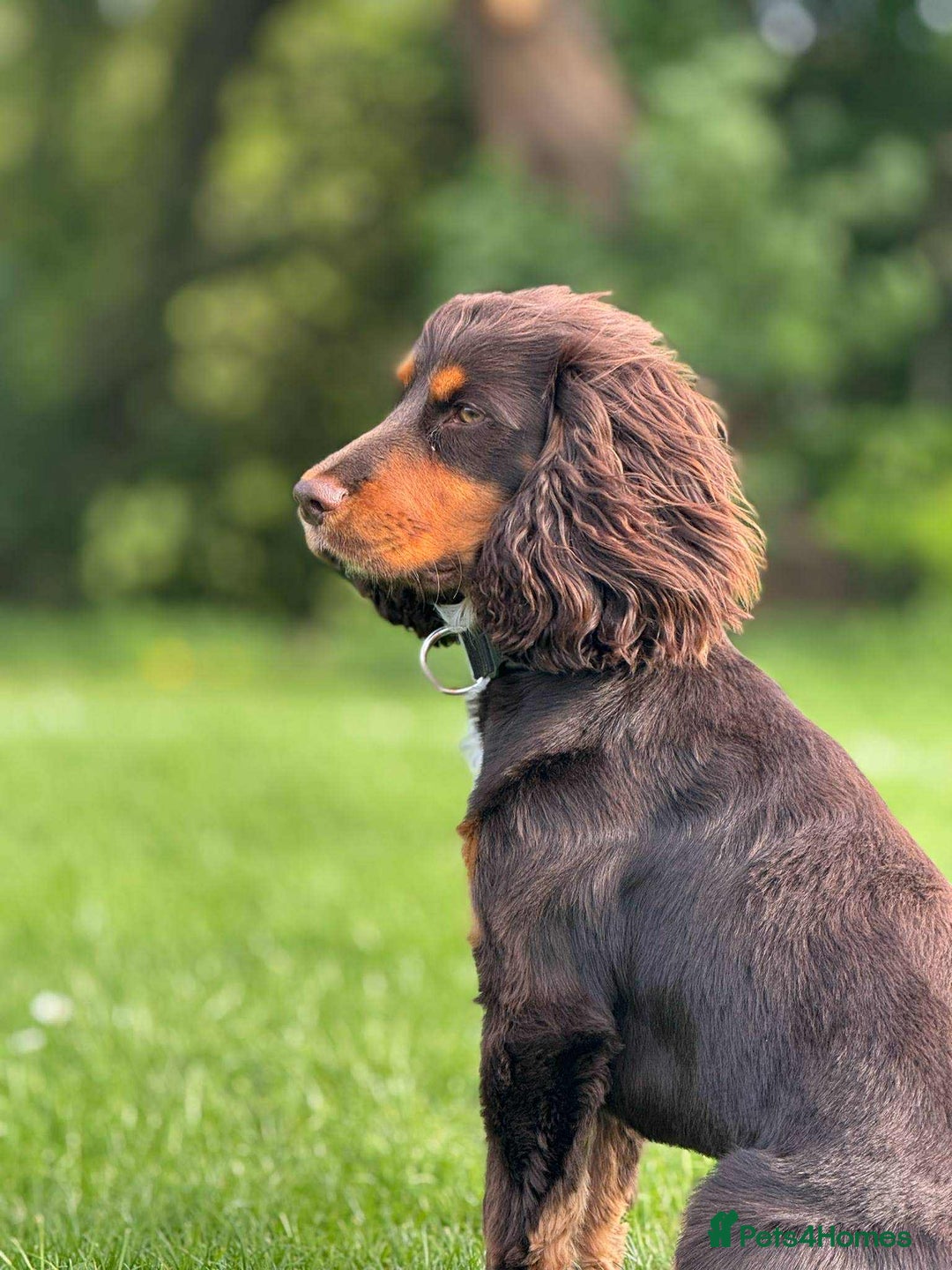 Cockapoo dogs for sale: Beautiful Cockapoo girl left  - Advert 3