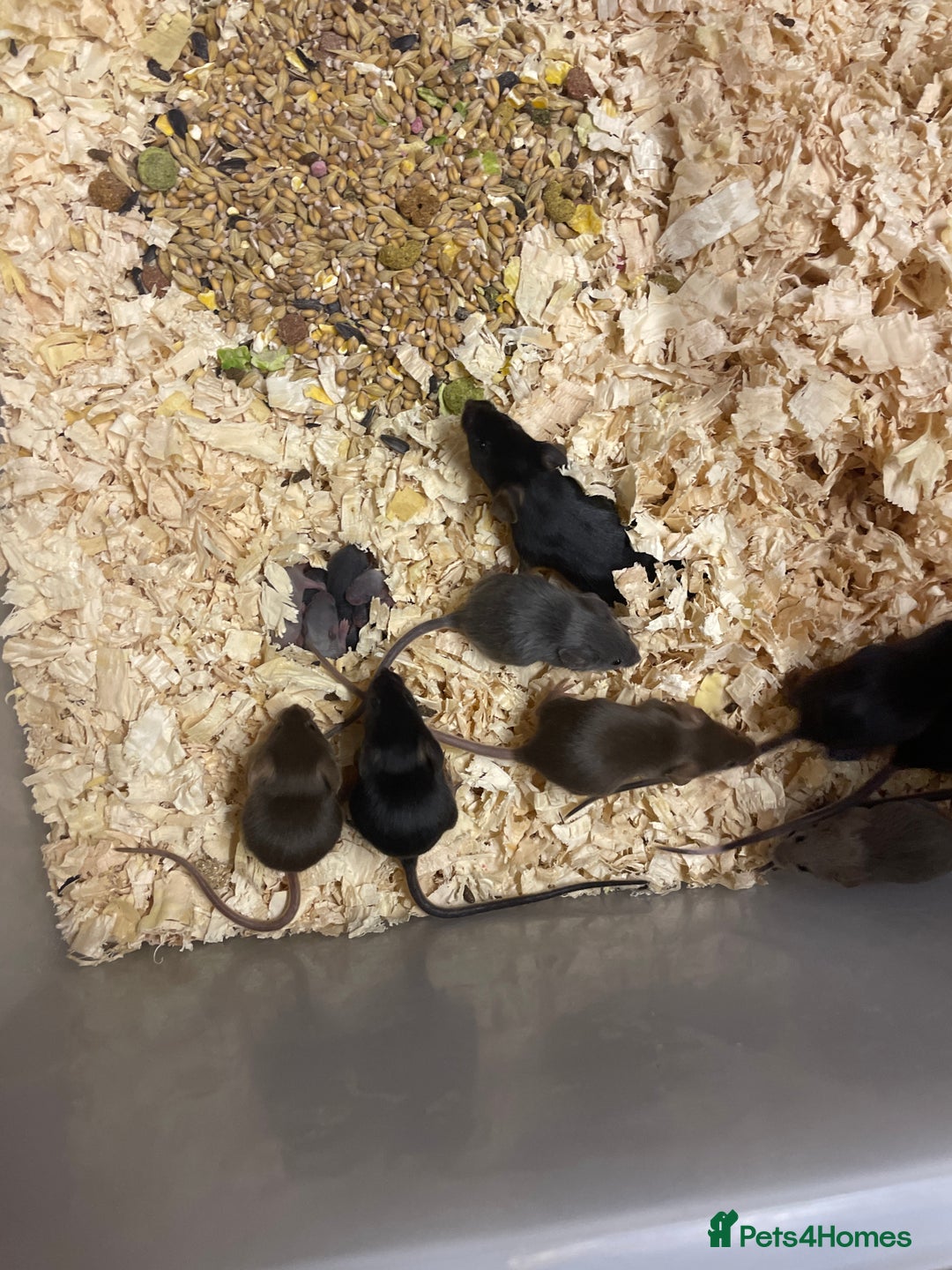 Mouse rodents for sale: Fancy mice  - Image 5