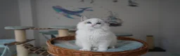 Ragdoll cats for sale: TICA register kittens - Advert 10