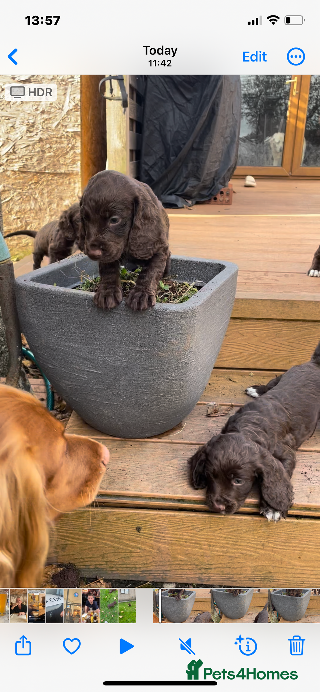 Cocker Spaniel dogs for sale: Adorable working cocker spaniel puppies  - Image 7