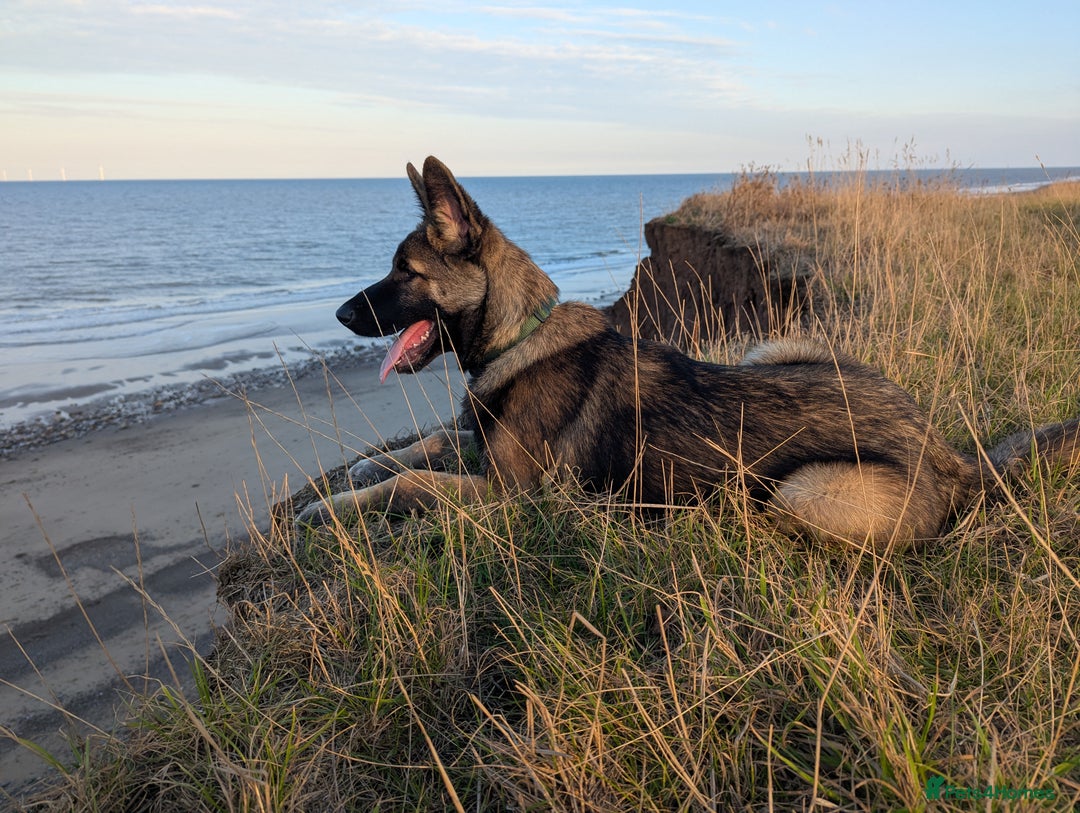 Mixed Breed dogs for sale: Looking for a new home  - Advert 2